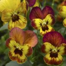 Viola Viola Deltini Copperfield 50 Scented Viola Seeds Fresh Garden