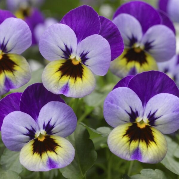 Viola Viola Deltini Violet Blue 50 Scented Viola Seeds Fresh Garden