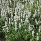 Salvia Salvia Victoria White 100 Flower Seeds Fresh Garden