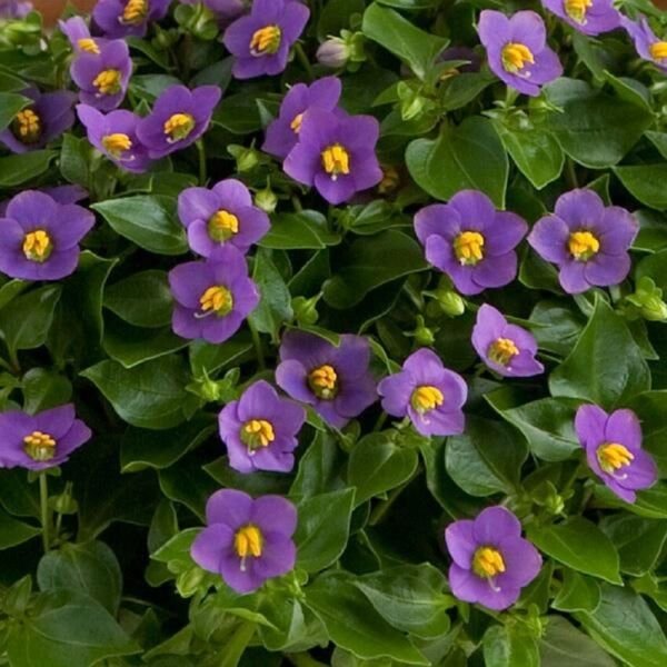 Exacum Royal Dane Deep Blue 25 Pelleted Seeds Fresh Garden