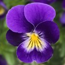 Viola Viola Endurio Blue Face 50 Seeds Fresh Garden Viola Viola Endurio Blue Face 50 Seeds Fresh Garden