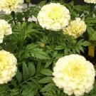 Marigold Vanilla Marigold 50 White Marigold Seeds Fresh Garden