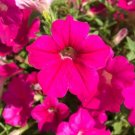 Opera Supreme Rose Trailing Petunia 25 Pelleted Seeds Fresh Garden