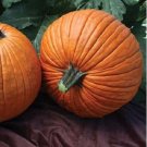 Pumpkin Pumpkin Mrs. Wrinkles 25 Seeds Fresh Garden