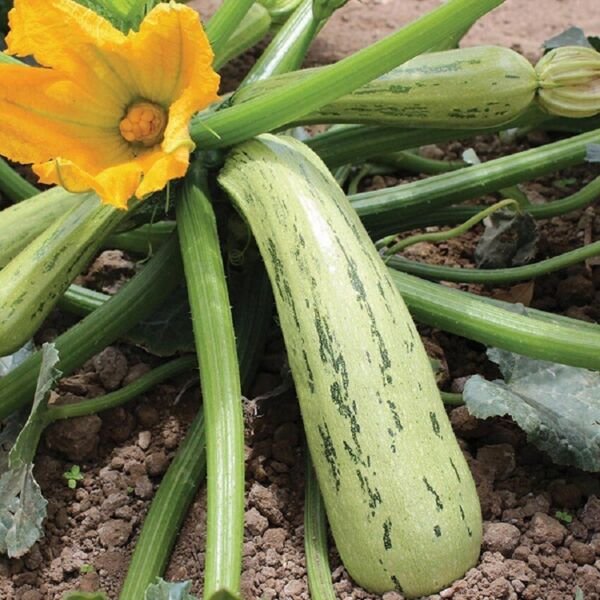 Squash Bossa Nova 25 Squash Vegetable Seeds Fresh Garden