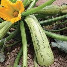 Squash Bossa Nova 25 Squash Vegetable Seeds Fresh Garden