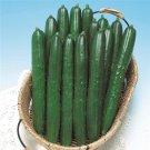 Cucumber Summer Dance 25 Vegetable Seeds Fresh Garden