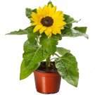 Sunflower Helianthus Solsation Yellow Spirit 25 Flower Seeds Fresh Garden