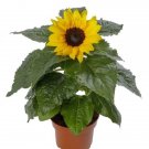 Sunflower Helianthus Solsation Yellow 25 Flower Seeds Fresh Garden