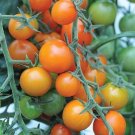 Tomato Sungold 25 Sun Gold Tomato Seeds Fresh Garden