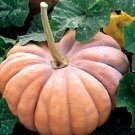 25 Fairytale Pumpkin Pumpkin Seeds Fresh Garden