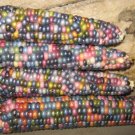 Ornamental Corn Glass Gem 50 Popcorn Seeds Fresh Garden