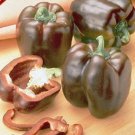 100 Pepper Chocolate Beauty Sweet Pepper Seeds Fresh Garden