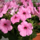 Petunia Petunia Explorer Pink 25 Pelleted Seeds Fresh Garden