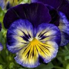 50 Pansy Delta Premium Blue Morpho Seeds Fresh Garden 50 Pansy Delta Premium Blue Morpho Seeds Fresh Garden