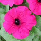 Petunia Petunia Explorer Magenta 25 Pelleted Seeds Fresh Garden
