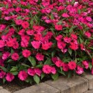 Impatiens Solarscape Magenta Bliss 15 Seeds Fresh Garden