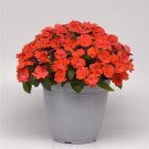 Impatiens Solarscape Orange Burst 15 Seeds Fresh Garden