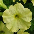 Sophistica Lime Green 15 Pelleted Petunia Seeds Fresh Garden