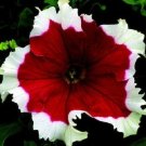 Petunia Frost Cherry Petunia 50 Pelleted Seeds Fresh Garden