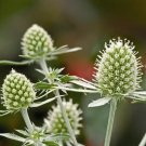 Eryngium Planum White Glitter 50 Sea Holly Seeds Fresh Garden