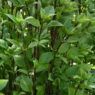 50 Basil Everleaf Thai Towers Herb Seeds Fresh Garden