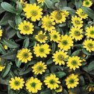 Creeping Zinnia Sanvitalia Procumbens 200 Flower Seeds Fresh Garden