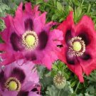 500 Poppy Pepper Box Papaver Poppies Seeds Fresh Garden