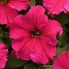 50 Pelleted Supercascade Rose Petunia Seeds Fresh Garden