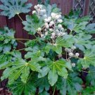 Fatsia Japonica Japanese Aralia 50 Fatsia Japonica Seeds Fresh Garden