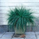 Blue Fescue Grass 25 Multi Pelleted Seeds Fresh Garden