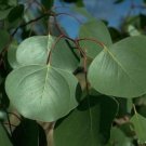 Bimble Box Eucalyptus 50 Tree Seeds Fresh Garden Bimble Box Eucalyptus 50 Tree Seeds Fresh Garden