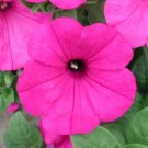 Petunia Petunia Explorer Lavender 25 Pelleted Seeds Fresh Garden