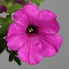 Petunia Petunia Explorer Purple 25 Pelleted Seeds Fresh Garden