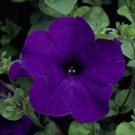 Petunia Petunia Explorer Blue 25 Pelleted Seeds Fresh Garden