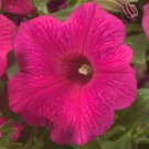 Petunia Petunia Explorer Rose 25 Pelleted Seeds Fresh Garden