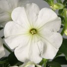 Petunia Petunia Explorer White 25 Pelleted Seeds Fresh Garden