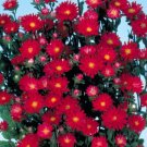 Aster 50 Aster Serenade Scarlet Cut Flower Seeds Fresh Garden