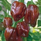 25 Pepper Habanero Jamaican Hot Chocolate Seeds Fresh Garden