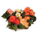 Trailing Begonia Limitless Salmon Shades 15 Pelleted Seeds Fresh Garden