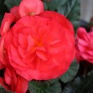 Trailing Begonia Limitless Rose 15 Pelleted Seeds Fresh Garden