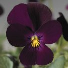 Viola Viola Endurio Pure Violet 50 Flower Seeds Fresh Garden