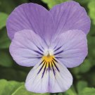 Viola Viola Endurio Lavender 50 Flower Seeds Fresh Garden