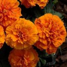 Marigold 50 Marigold Chica Orange Compact Marigold Seeds Fresh Garden Marigold 50 Marigold Chica Orange Compact Marigold Seeds Fresh Garden