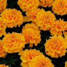 Marigold 50 Marigold Chica Gold Compact Marigold Seeds Fresh Garden