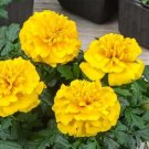 Marigold 50 Marigold Chica Yellow Compact Marigold Seeds Fresh Garden Marigold 50 Marigold Chica Yellow Compact Marigold Seeds Fresh Garden