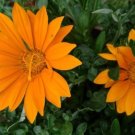 50 Gazania Day Orange Flower Seeds Fresh Garden