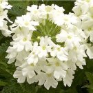 Verbena Obsession White 50 Verbena Flower Seeds Fresh Garden