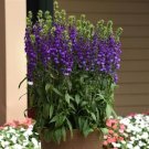 Lobelia 50 Pelleted Lobelia Starship Blue Seeds Fresh Garden