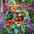 Tomato Tomato Summerlast Dwarf Tomato 25 Seeds Fresh Garden